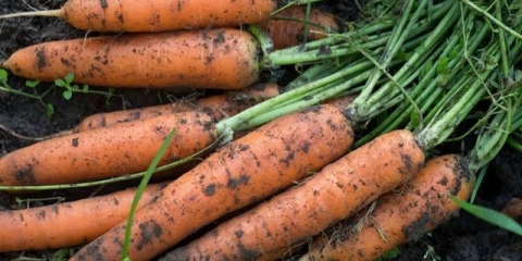 Kada saditi šargarepu u proljeće na otvorenom tlu